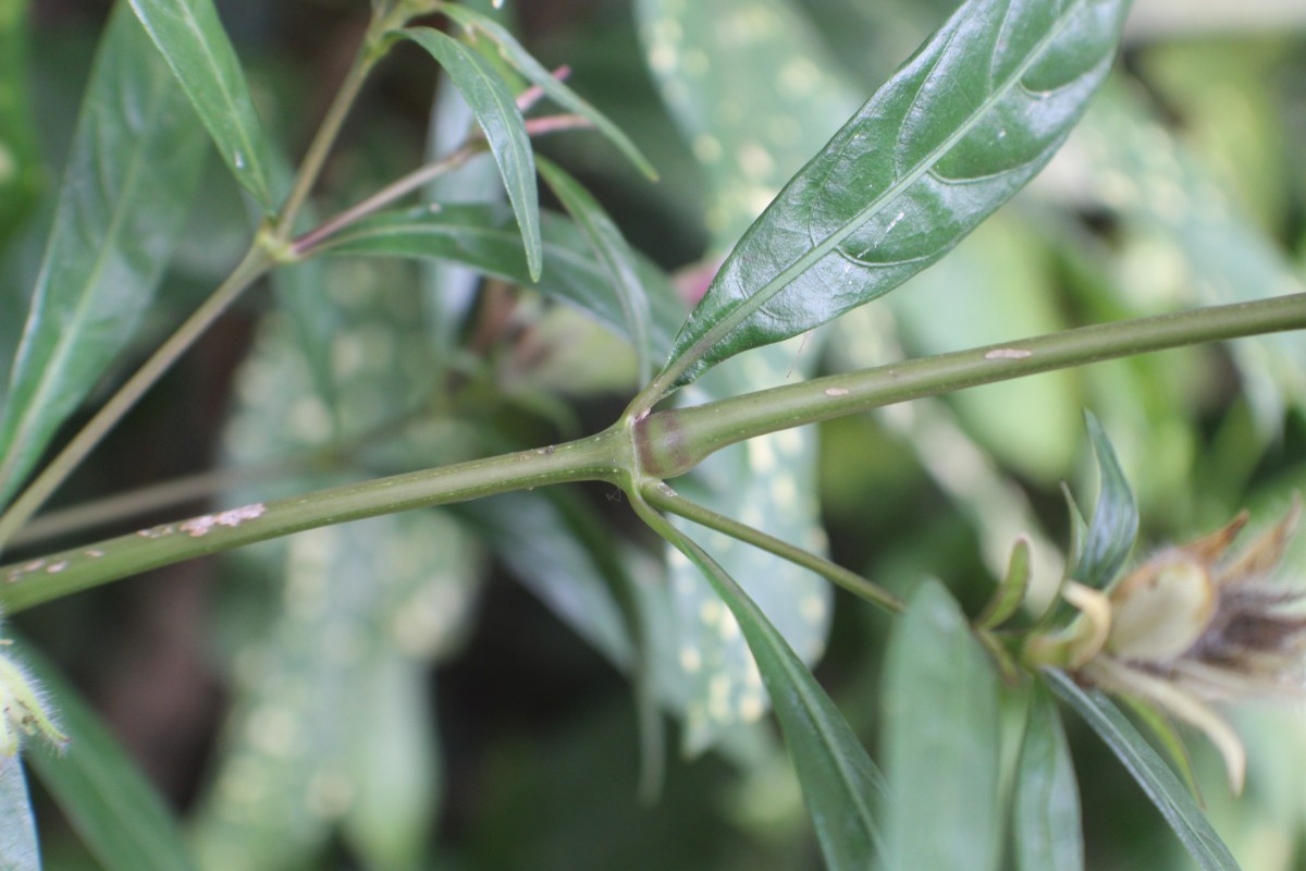 Strobilanthes glaucescens Nees